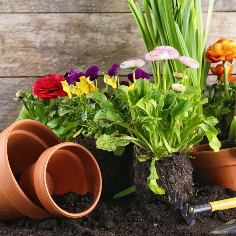 Family friendly gardening Projects